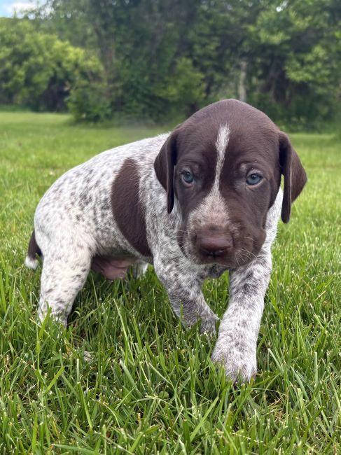 GERMAN SHORTHAIRED POINTER PUPPIES German Shorthaired Pointer