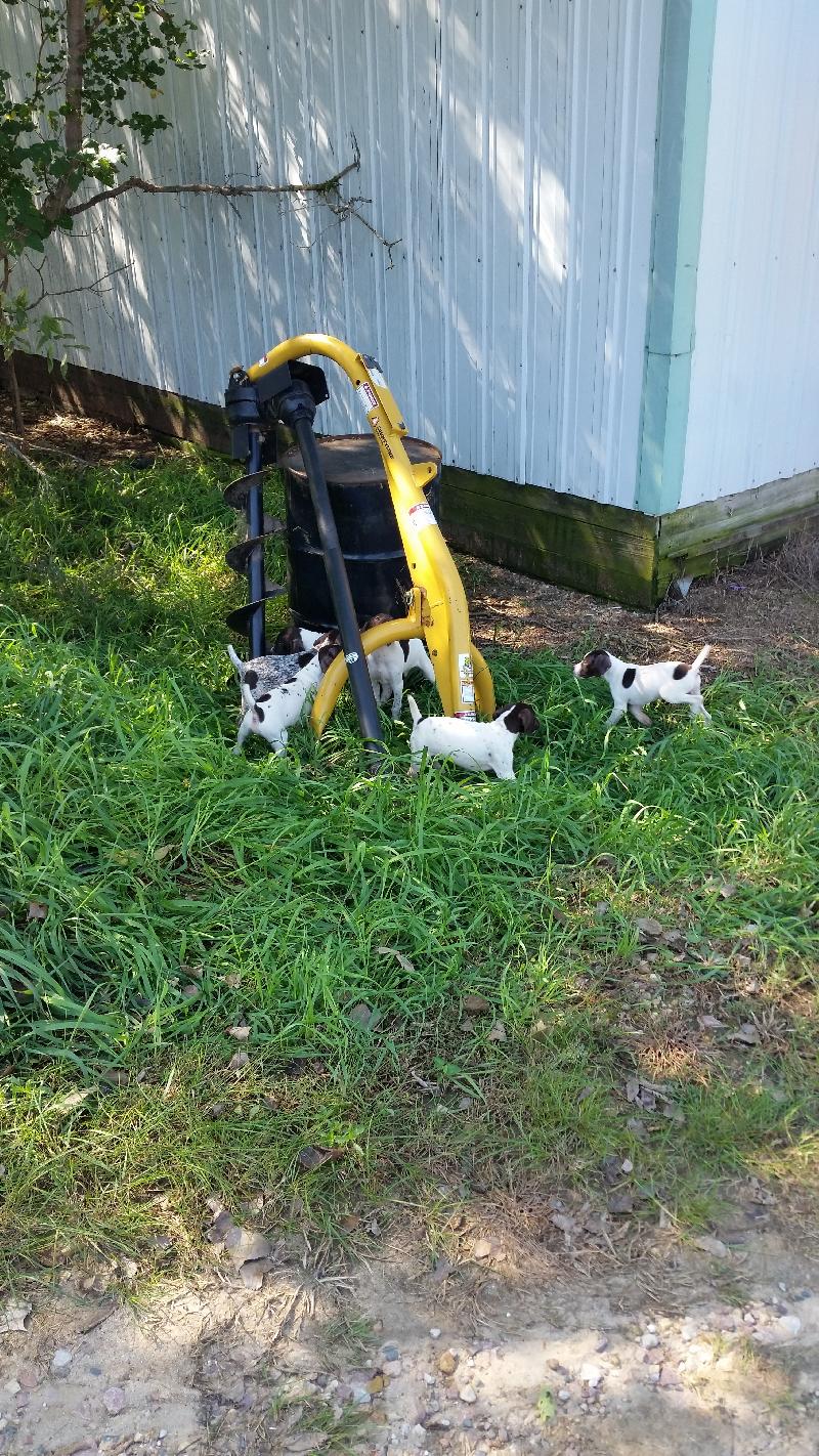 Akc German Shorthair Pups