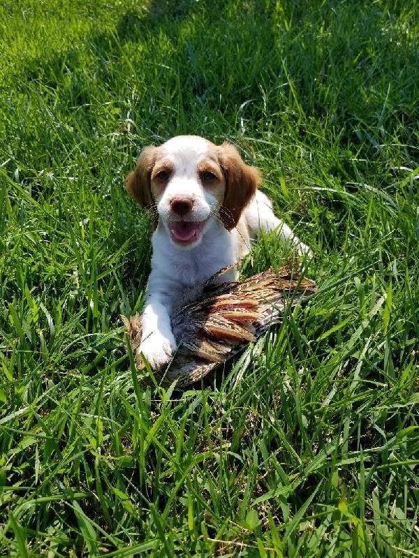brittany started dogs for sale