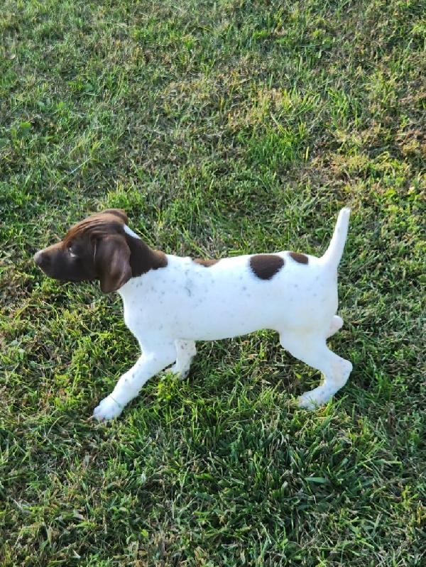 German Shorthaired Pointer