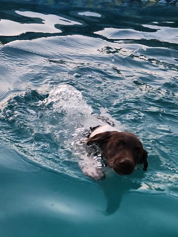 German Shorthaired Pointer