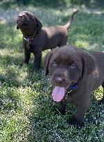 IMG_E5347_BlueGirl_BrownBoy.jpg