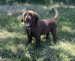 IMG_E5348_BrownBoy.jpg