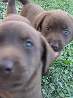 AKC CHOCOLATE LABRADOR RETRIEVER PUPPIES