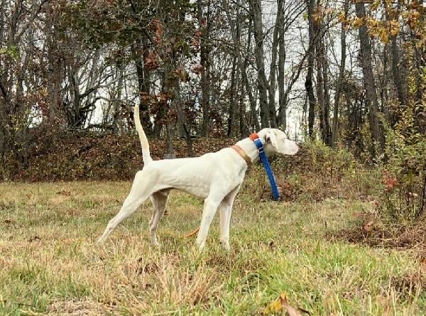 CHAMPION SIRED STARTED DOGS English Pointer