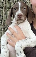 FUTURITY WINNER SIRED ENGLISH POINTER PUPPIES