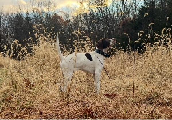 FUTURITY SIRED STARTED POINTER MALE English Pointer