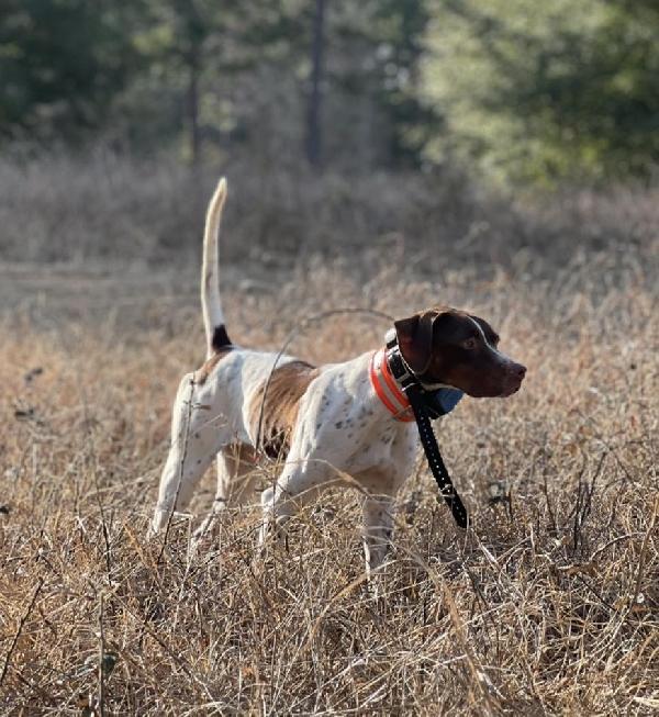 Indian Creek Stella.jpg