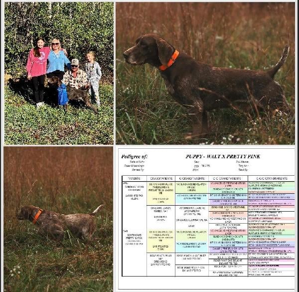 SOUTH OAK KENNELS AKC GSP PUPPIES German Shorthaired Pointer
