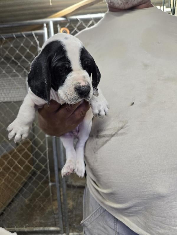 English Pointer