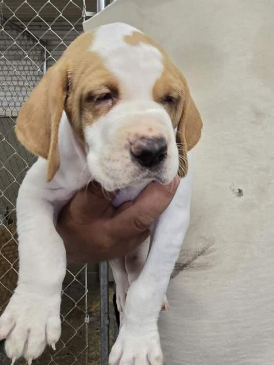 English Pointer