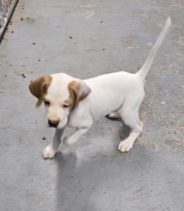 English Pointer
