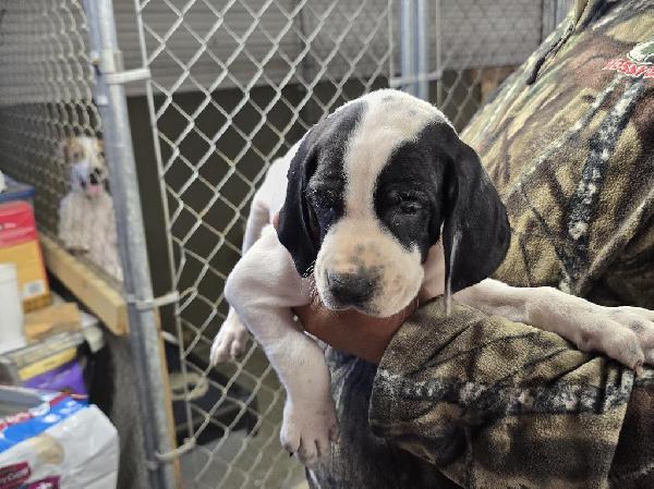 English Pointer