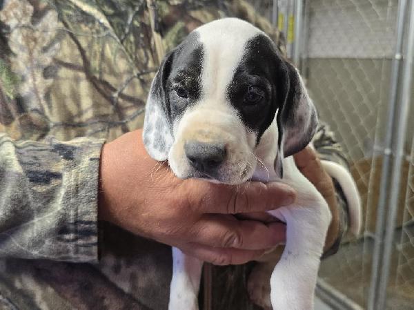 English Pointer