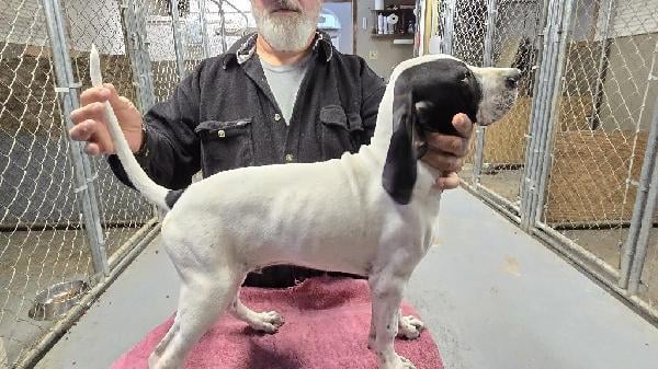 English Pointer