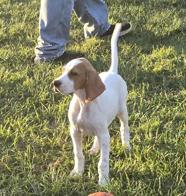 English Pointer