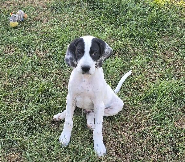 English Pointer