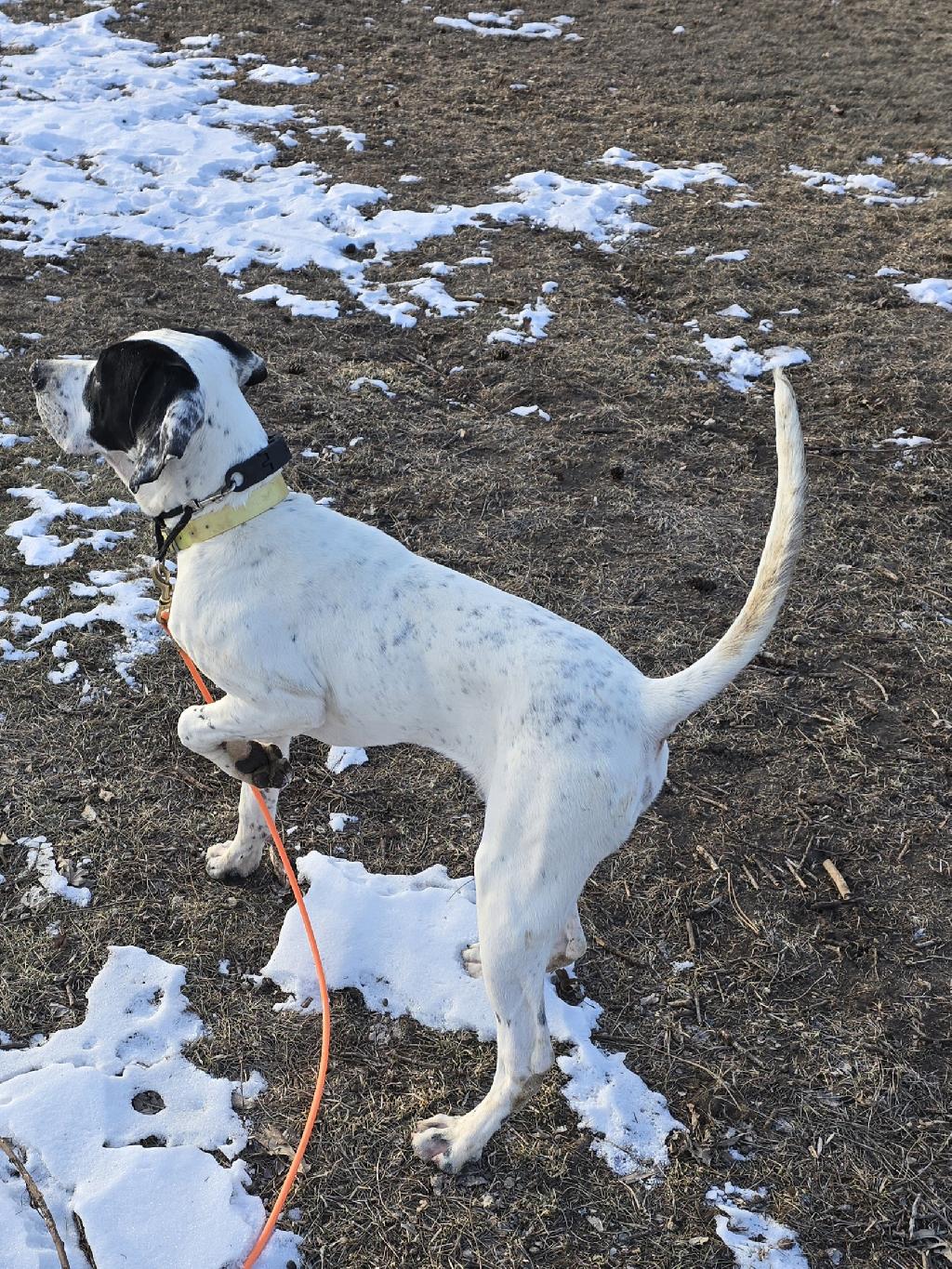 ELHEW PUPPY English Pointer