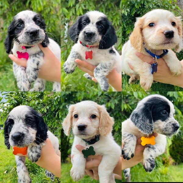 English Cocker Spaniel