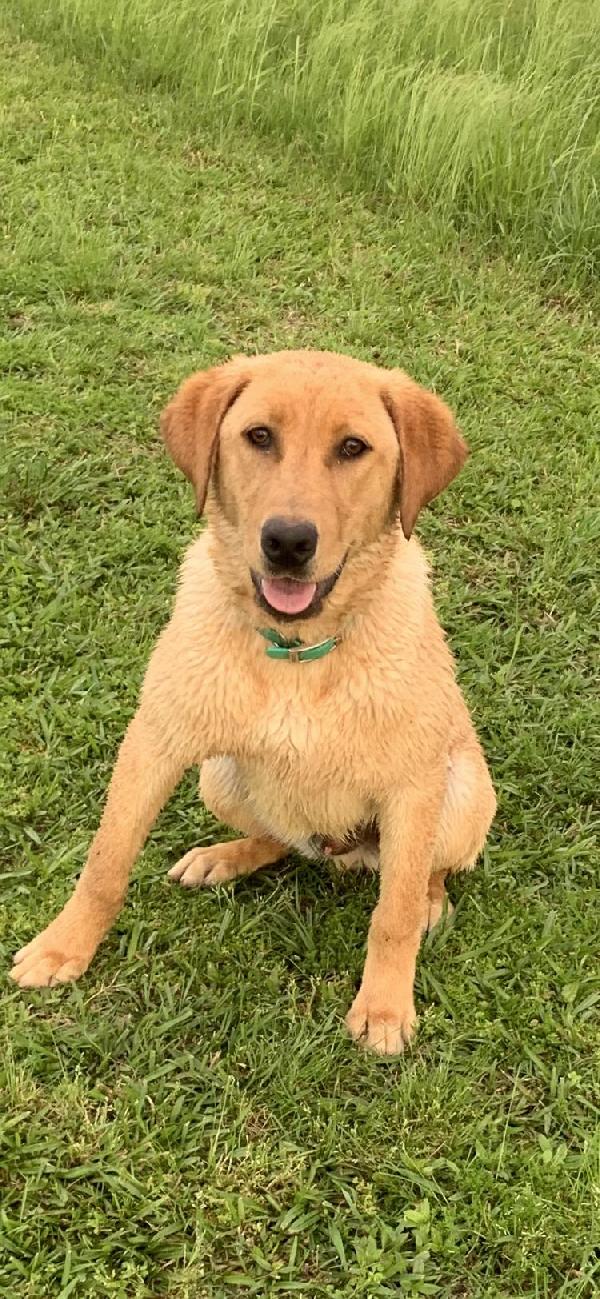 AKC HANDSOME YELLOW LAB MALE - SOLD