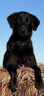 POW/TIMBER. BLK MALE.  “COAL” SOLD