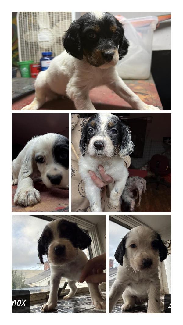 ENGLISH SETTER PUPPIES English Setter