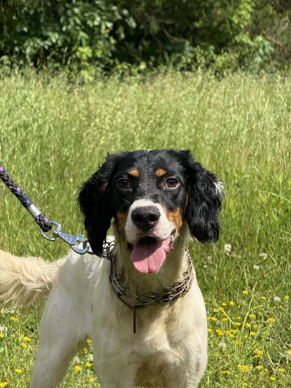 English Setter