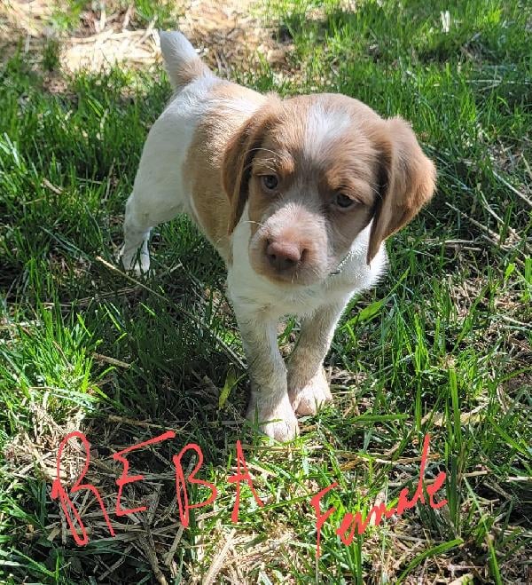 American Brittany