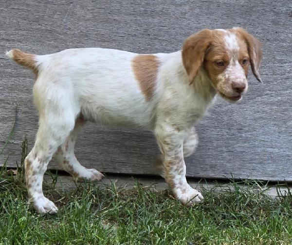 American Brittany