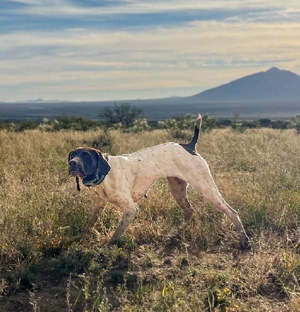 German Shorthaired Pointer