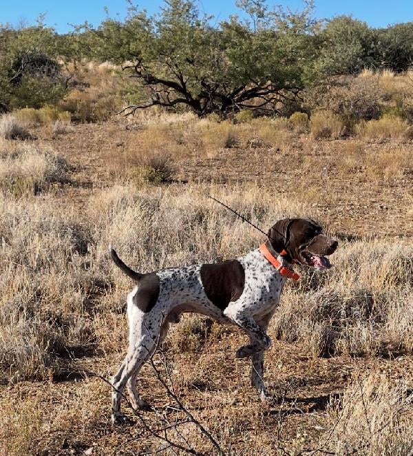 German Shorthaired Pointer