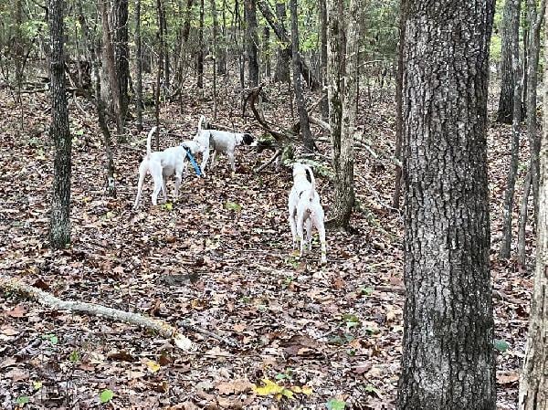 English Pointer