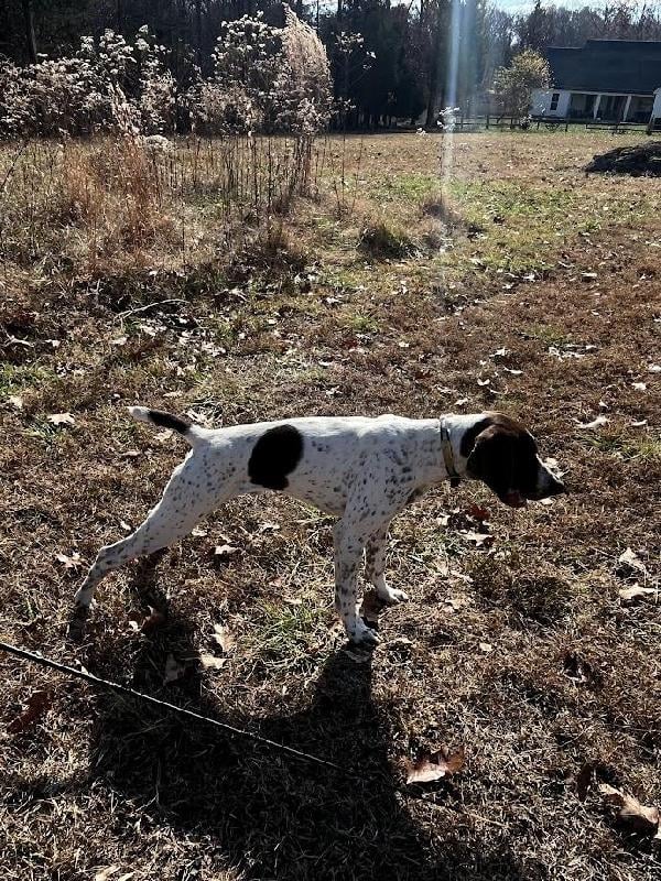 German Shorthaired Pointer