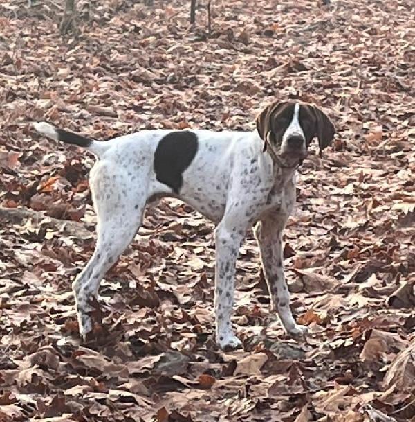 WHAT A FIND German Shorthaired Pointer
