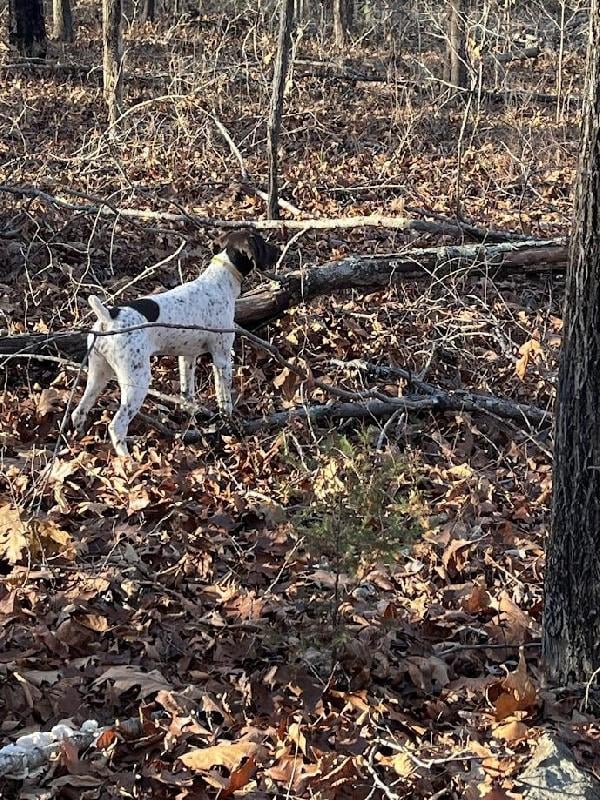 GREAT HUNTS START HERE German Shorthaired Pointer