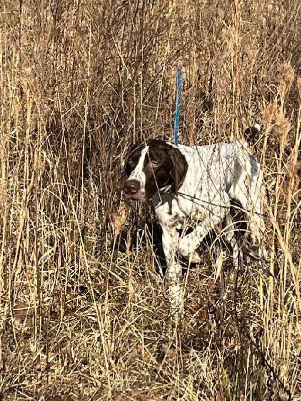 DOC WHAT AT FIND German Shorthaired Pointer