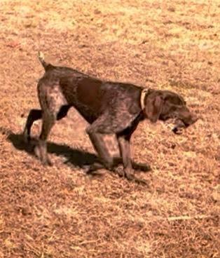 YOUR LUCKY DAY!! German Shorthaired Pointer