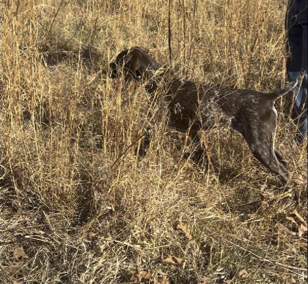 WHAT A FIND German Shorthaired Pointer