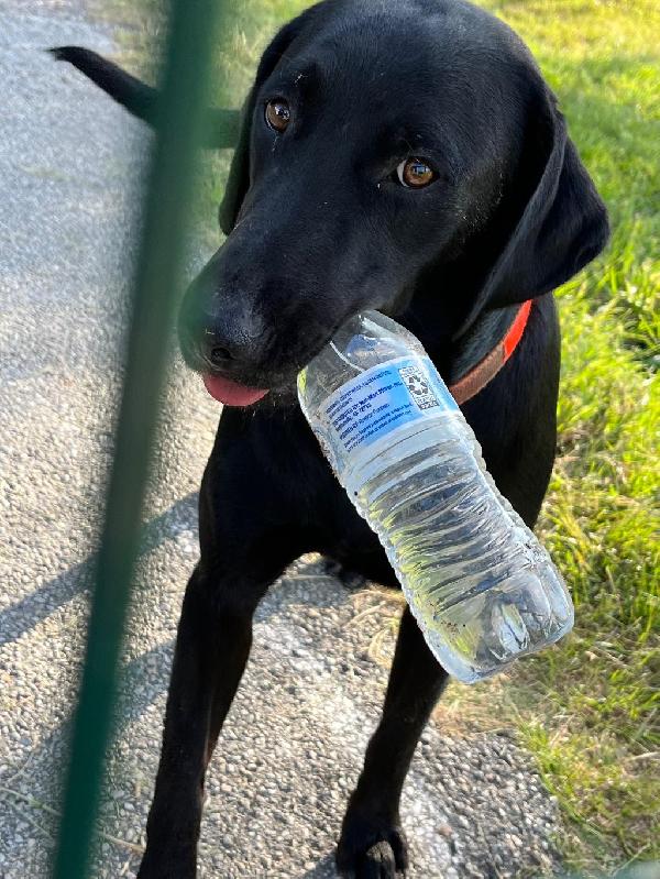 Labrador Retriever