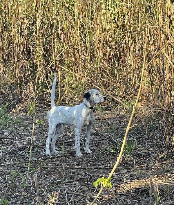 English Setter