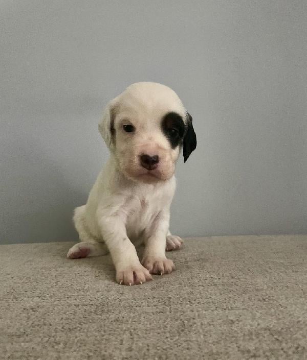 English Setter
