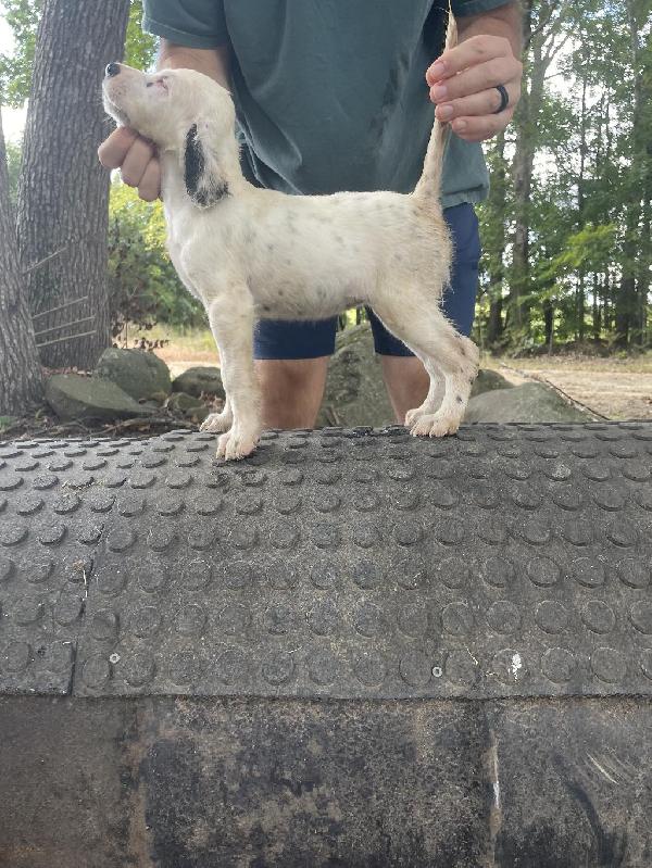 English Setter