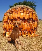 AKC FIELD/HUNTING LITTER