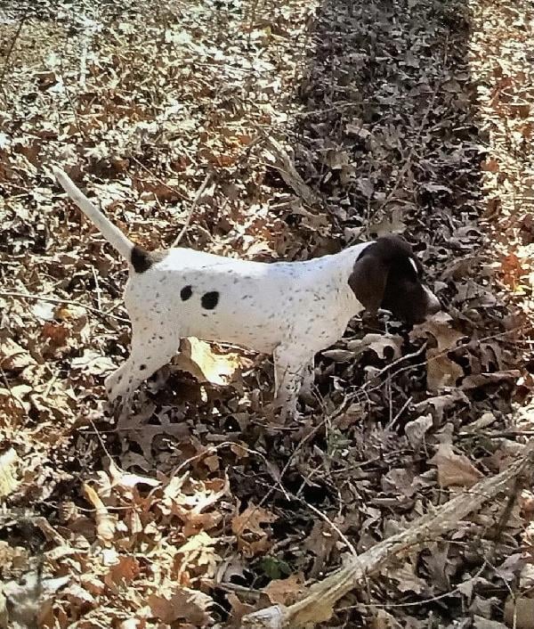 German Shorthaired Pointer