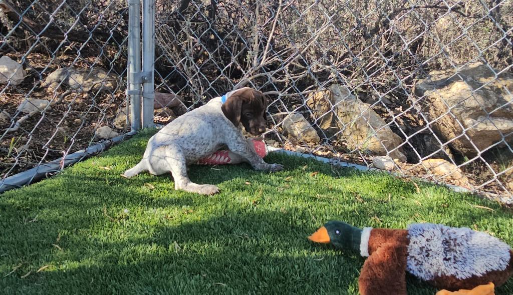 GSP German Shorthaired Pointer