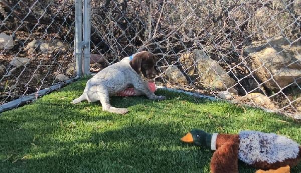 German Shorthaired Pointer