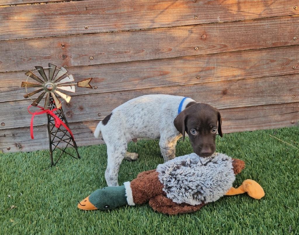 GSP German Shorthaired Pointer