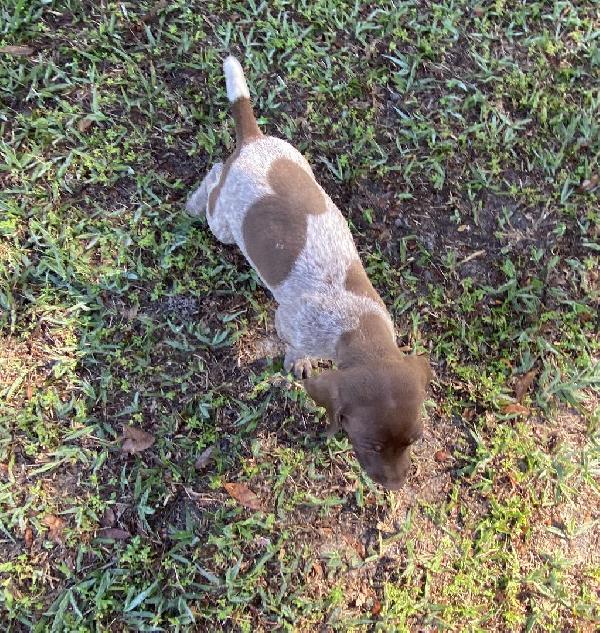 German Shorthaired Pointer Puppies For Sale In Newfoundland