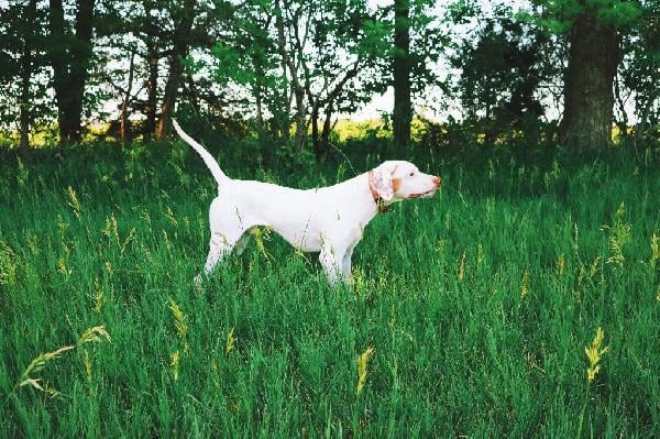 English Pointer