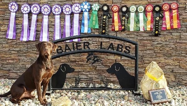 STRONG POINTING LAB, HUNT TEST, FIELD TRIAL Labrador Retriever